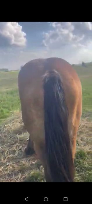 Vand 2 manze sau schimb cu o iapa