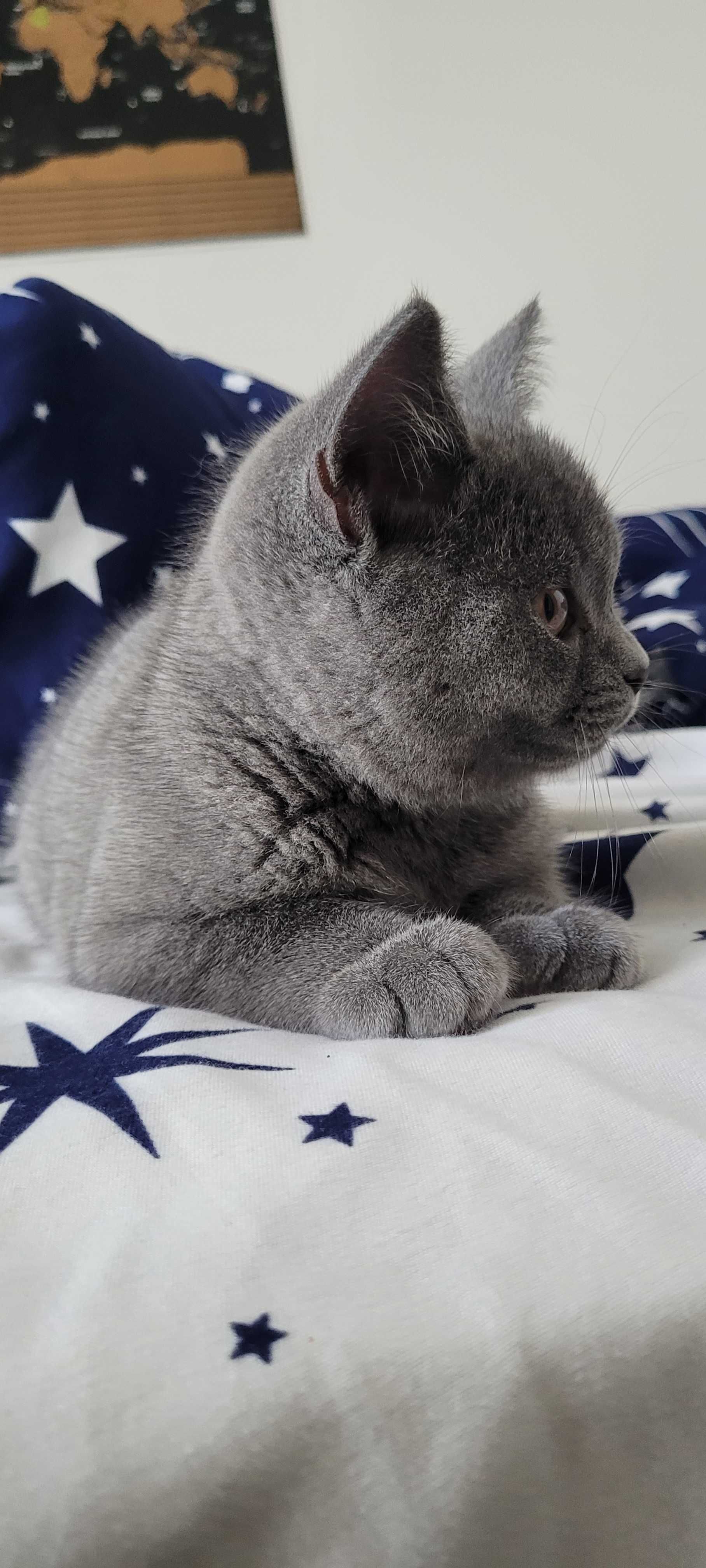 Pui British Shorthair Blue