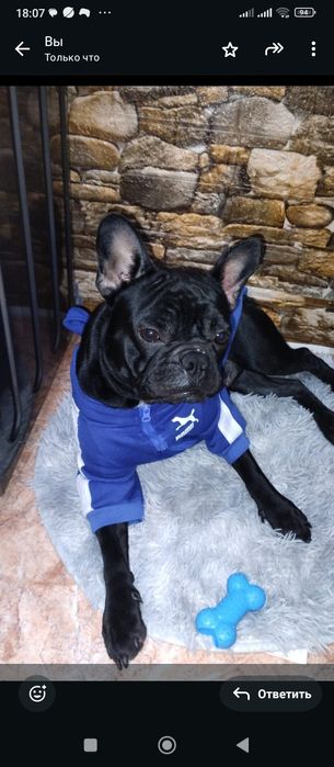 Продается кобель французский бульдог