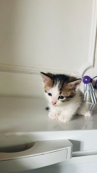 Бесплатно кошка добрые руки отдам