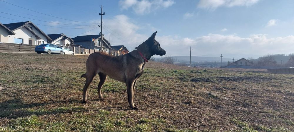 puii ciobanesc malinois