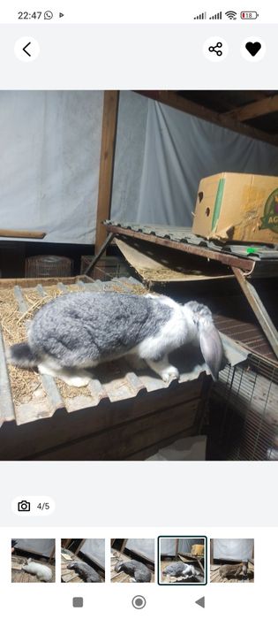 Продам кроликов Гигант