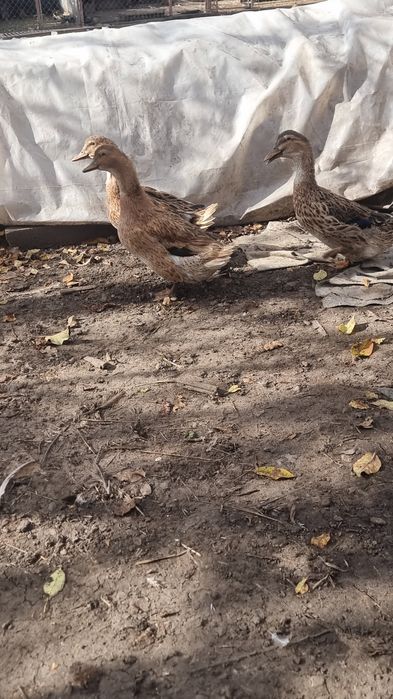 Rate românești de vanzare