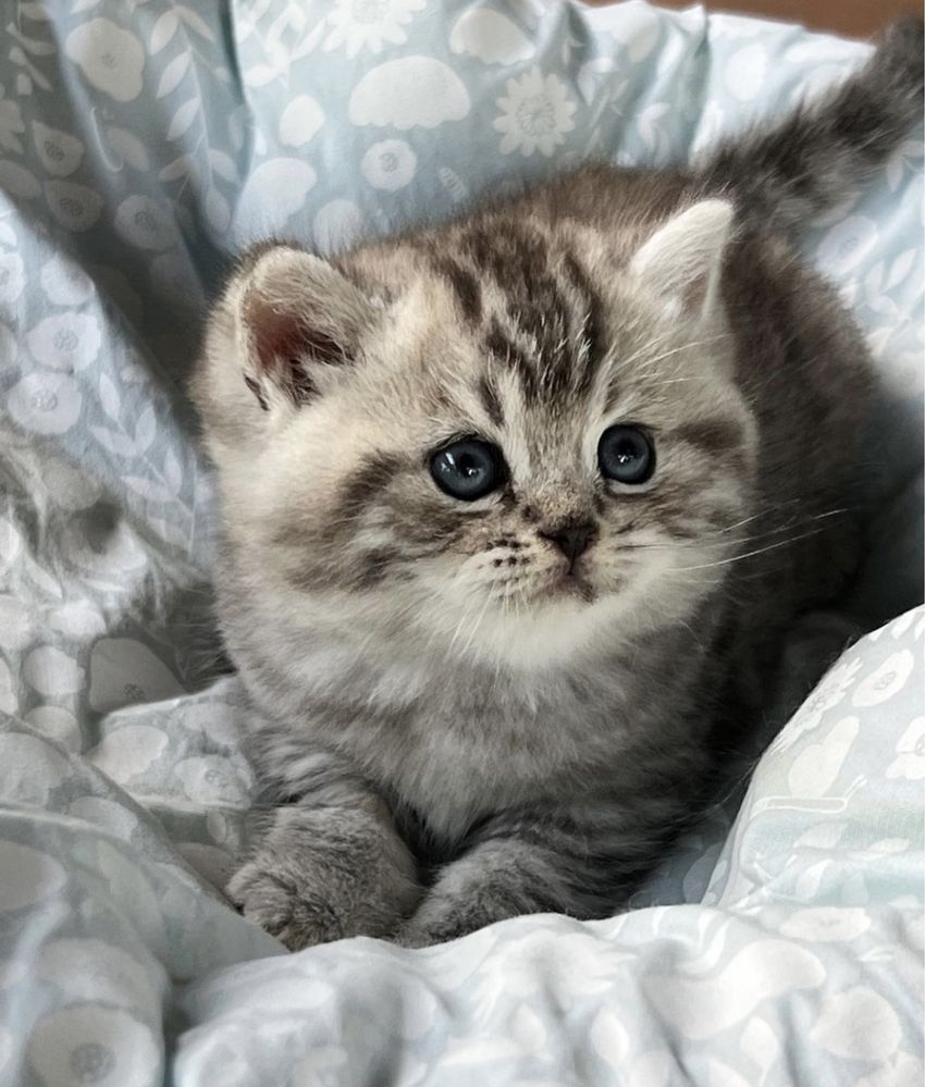 British shorthair tabby