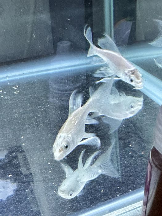 Рабки Коя платина