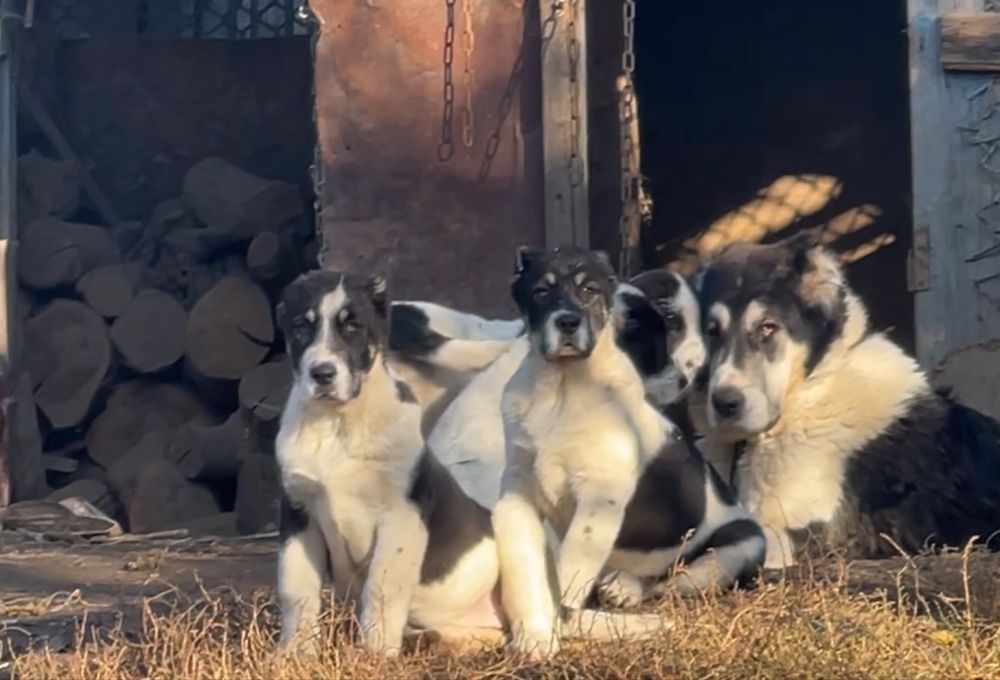 Супертяжи продам