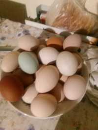 Oua pentru incubat