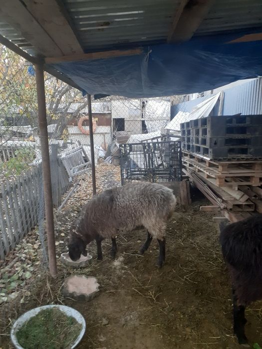 Уй койы сатылады