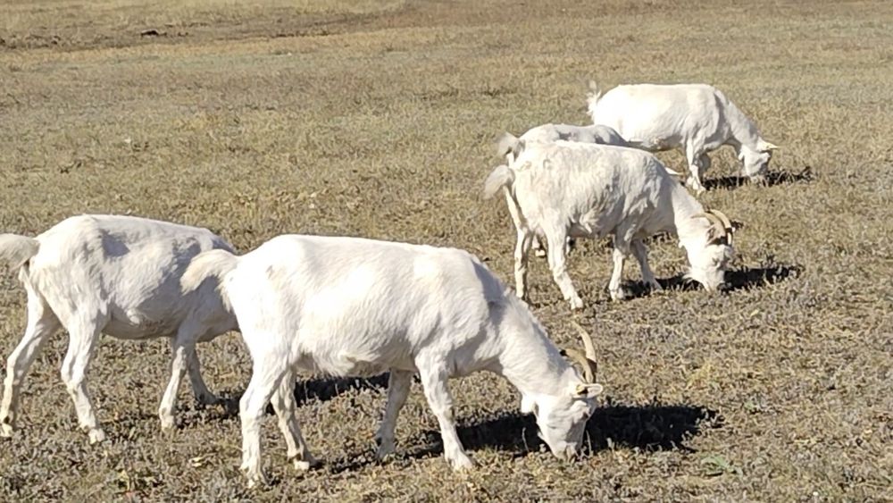 Ешкі Заинская тұқымды 10 дана және 1 теке. Біреуі екінші тума, сауылад