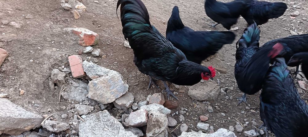 Петли Австролорп