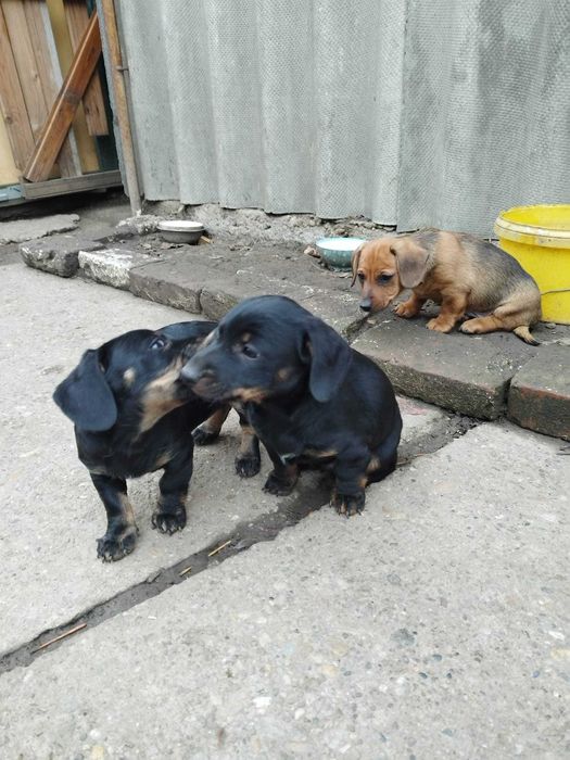 DONEZ catei teckel in arad