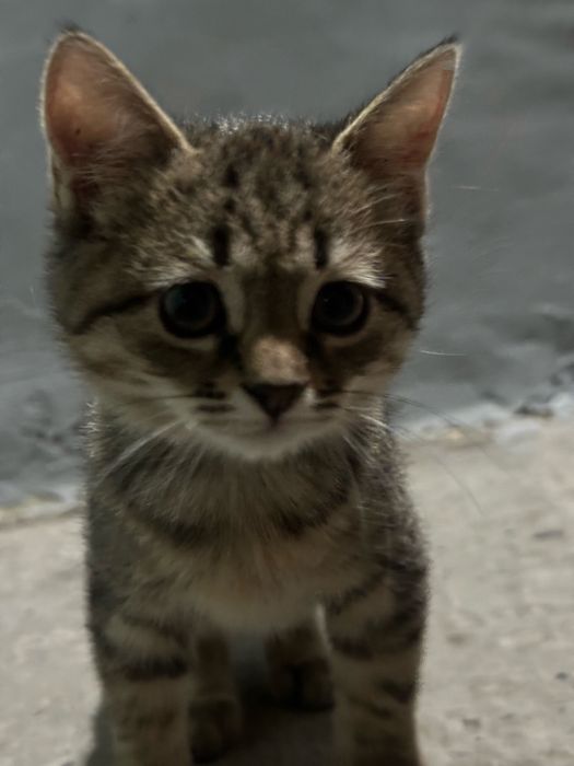 Отдаем котенка в хорошие руки