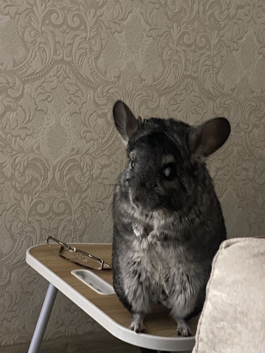 Отдам шиншиллу в добрые руки