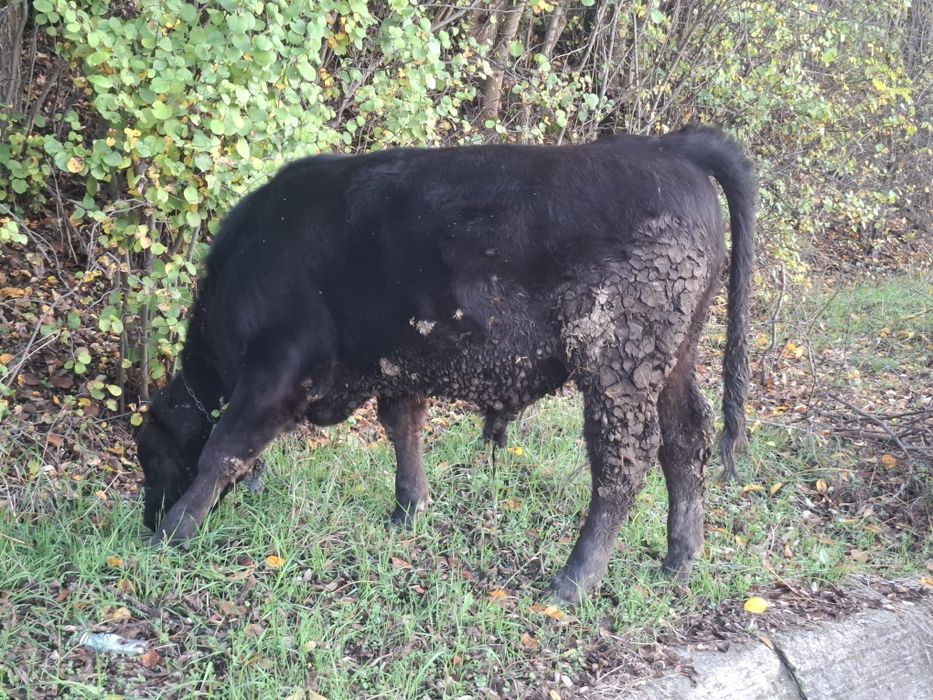 Vând Vițel, Rasă Angus