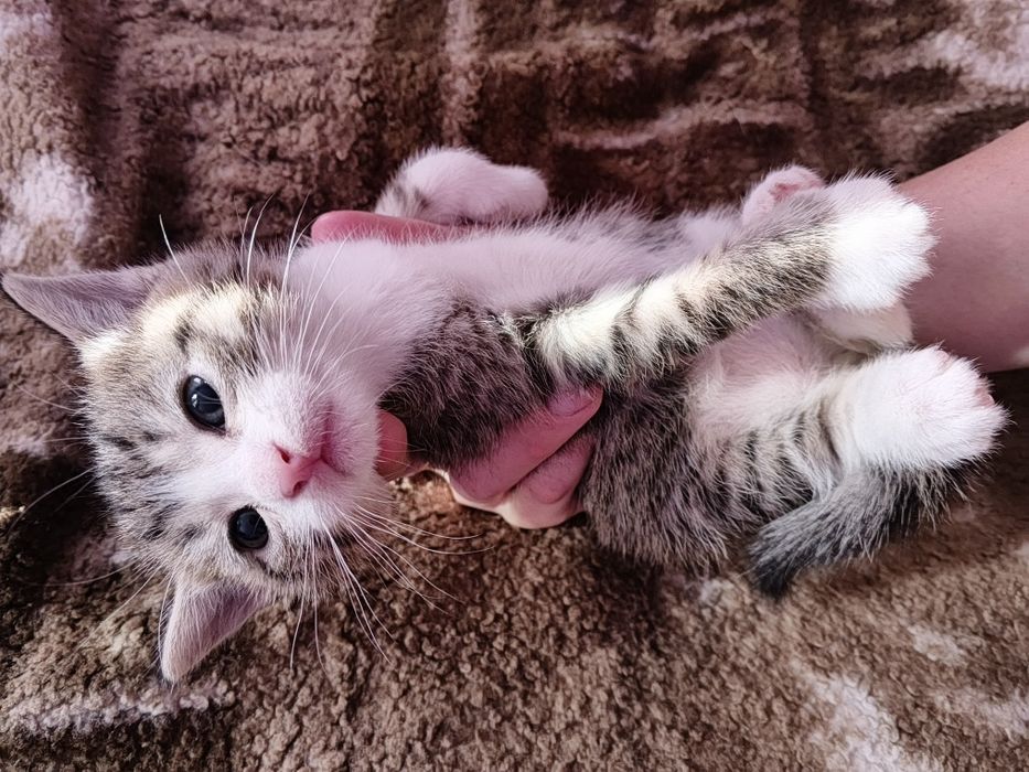 Отдам даром котят,папа сибиряк мама домохозяйка