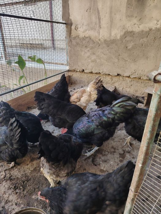 Зотдор товуклар сотилади