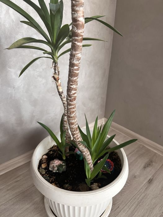 Юка в саксия – 50 лв.