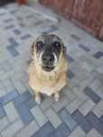 Pet sitter cu Experiență-Plimbare, îngrijire și cazare câini & pisici
