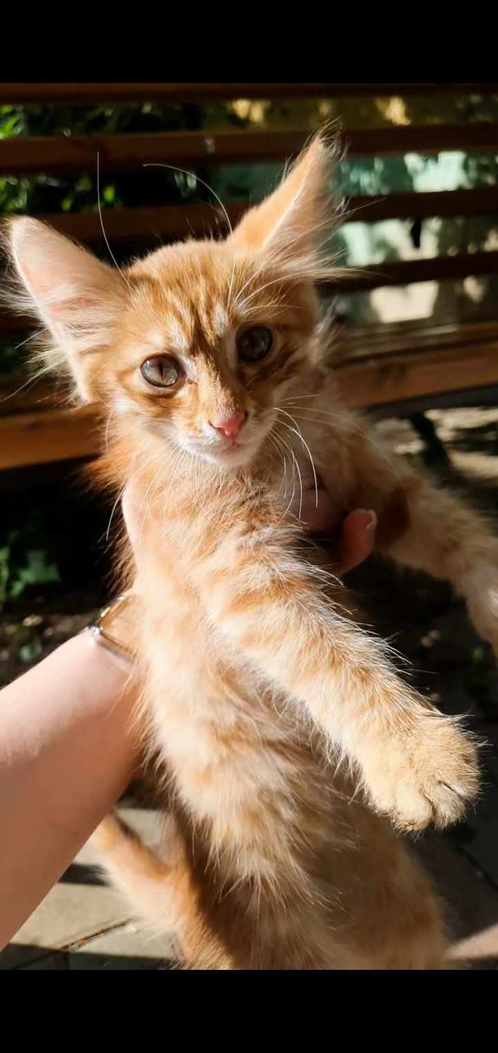Котенок ищет дом и доброго хозяина