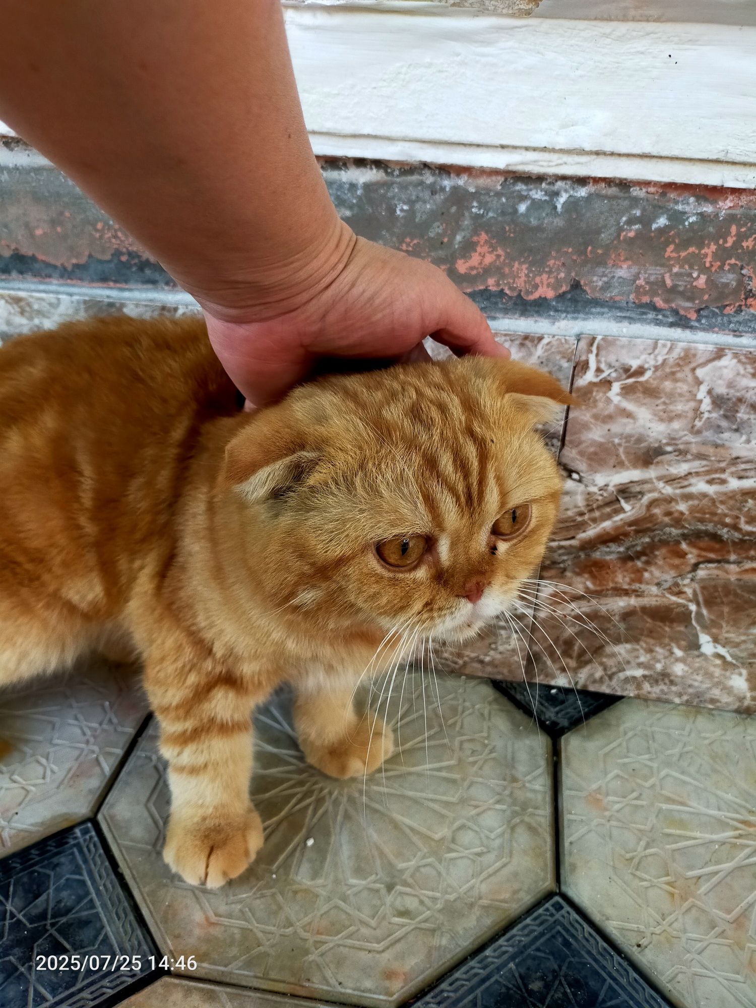 Кот вислоухий бритш