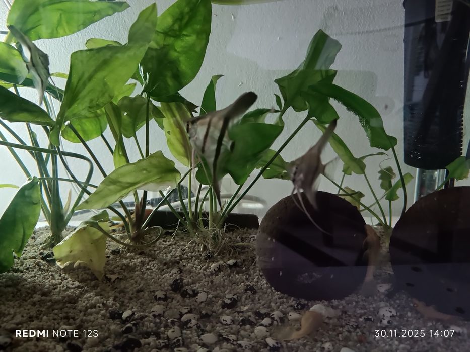 Vând scalari 20 lei Bucata