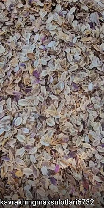 Ko‘histon Uljon va Navoiy navlari / kochat -Shartnoma asosida sotiladi