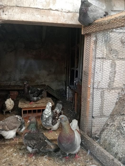 Vînd porumbeii mondainii 100 Ron bucata