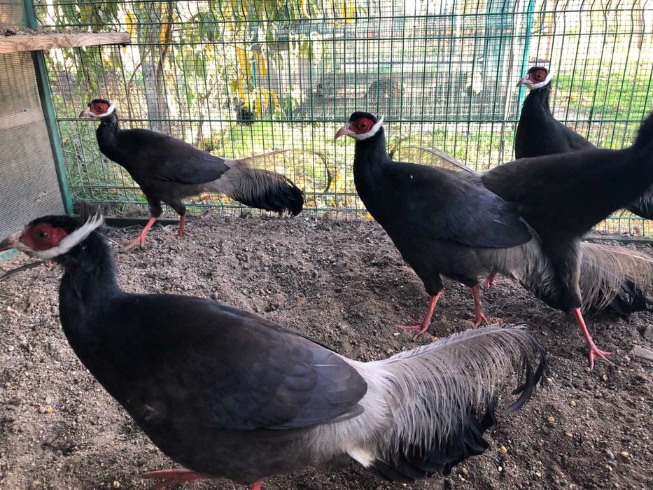 Vand fazan urecheat maro