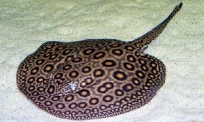 Продам скат моторо