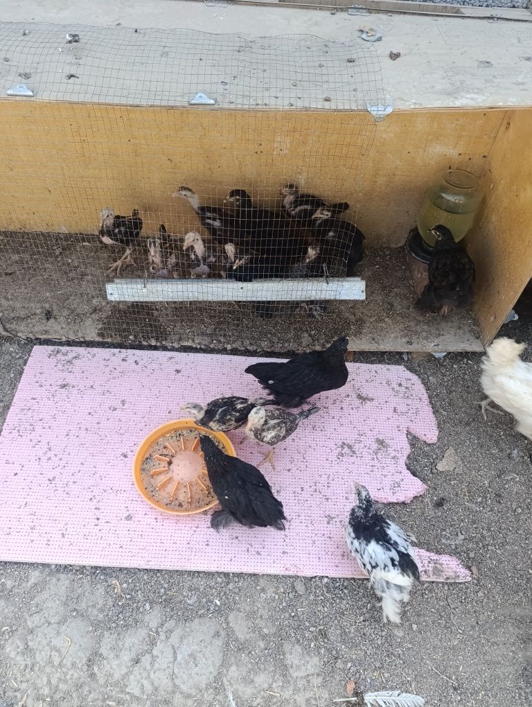 Sotuvda dakan xashaki jojala va tovuqla