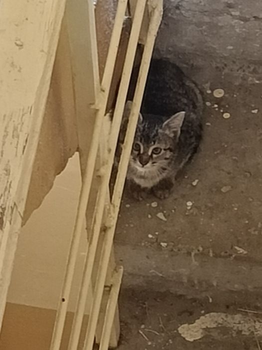 Одам даром котят