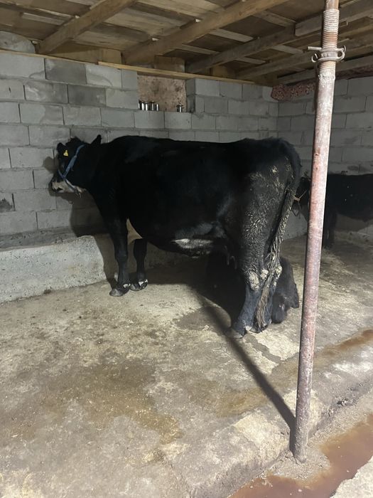 Буаз сиыр сатылады бағасы келісім бар 900000номер