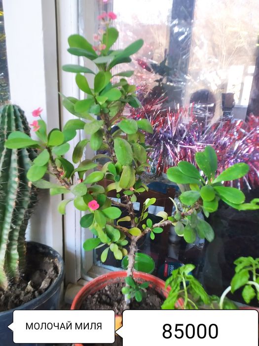 МОЛОЧАЙ МИЛЯ цветок на горшке