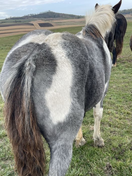 Vand manza tarcata de 5 luni