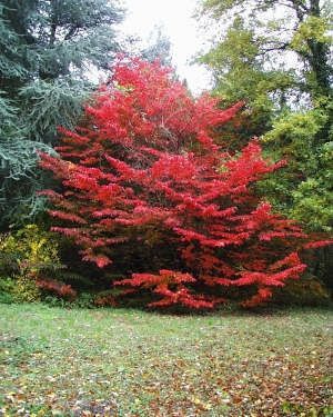 Arborele de fier persan