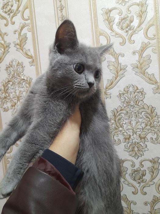 Шотландский прямоухий