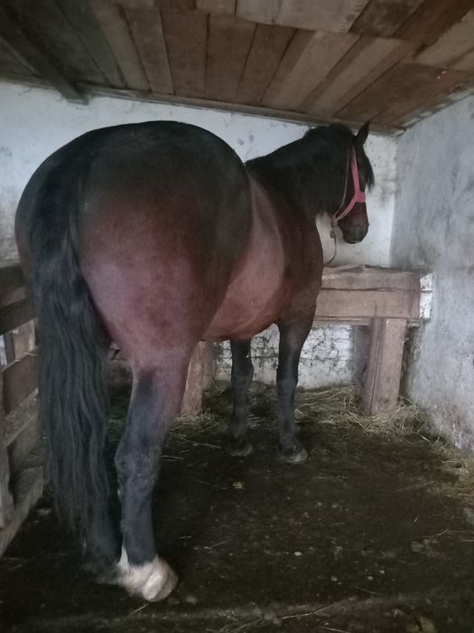 Vând sau schimb cal castrat de 6 ani 170 la greben garantat la căruță