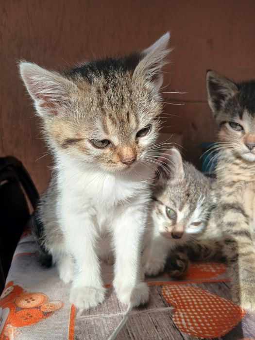 Donez pisicuțe pentru o familie iubitoare de animale.