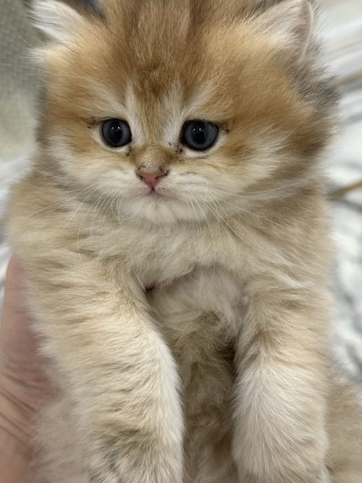 Британский скотш страйт