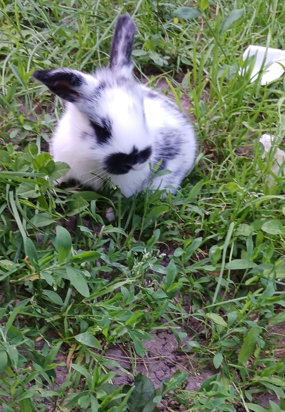 Iepurasi mici si dragalasi