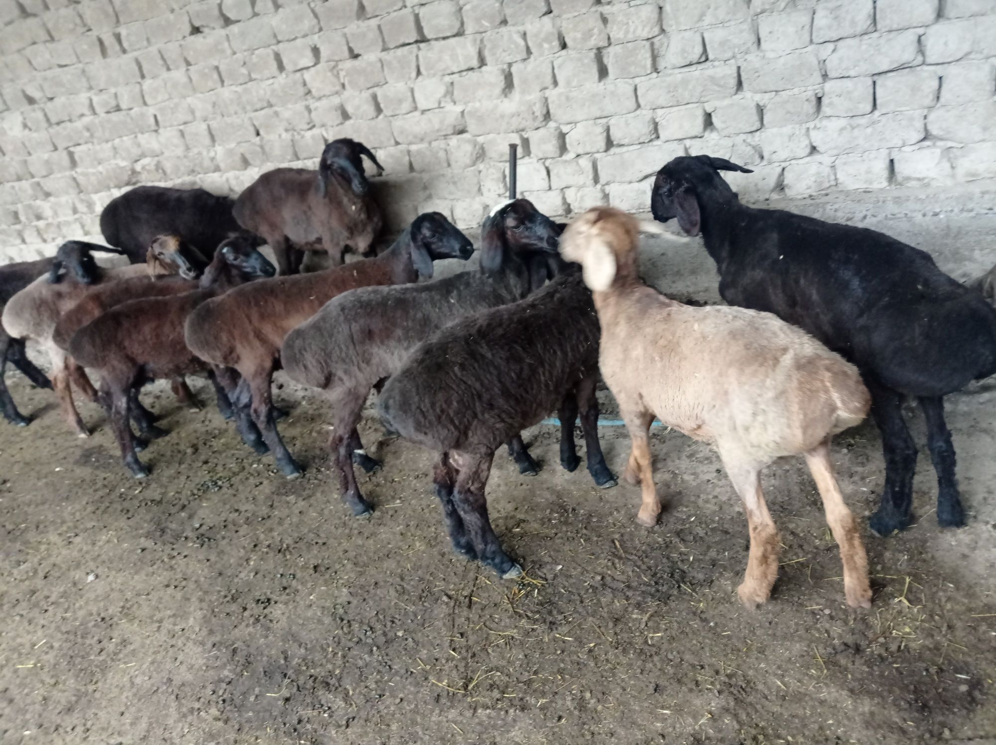 Yangi partiya Qoʻchqorlar keldi