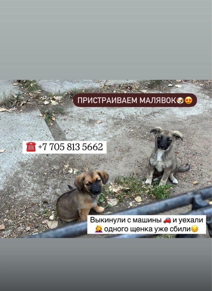 Щенки в добрые руки