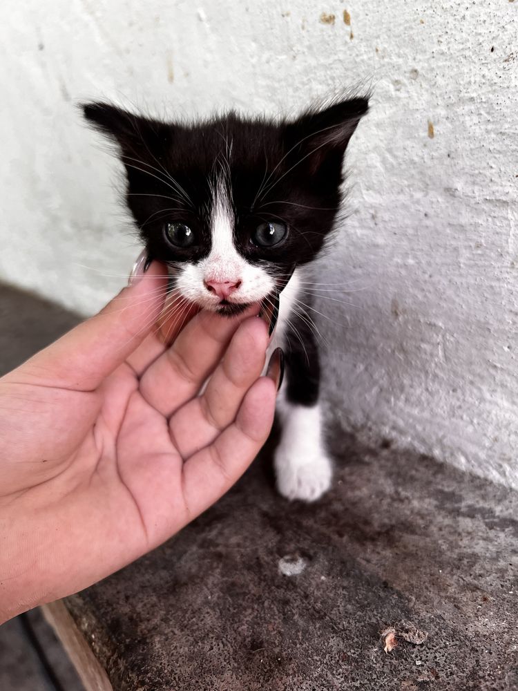 Отдам котят в добрые руки!