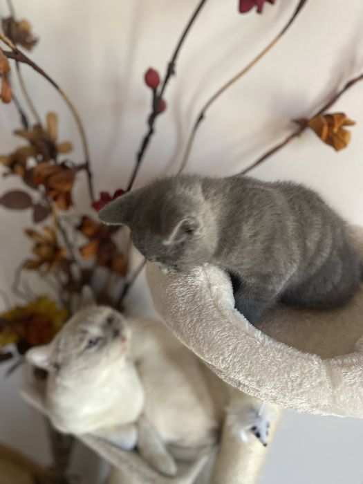Pui de pisica rasa British shorthair
