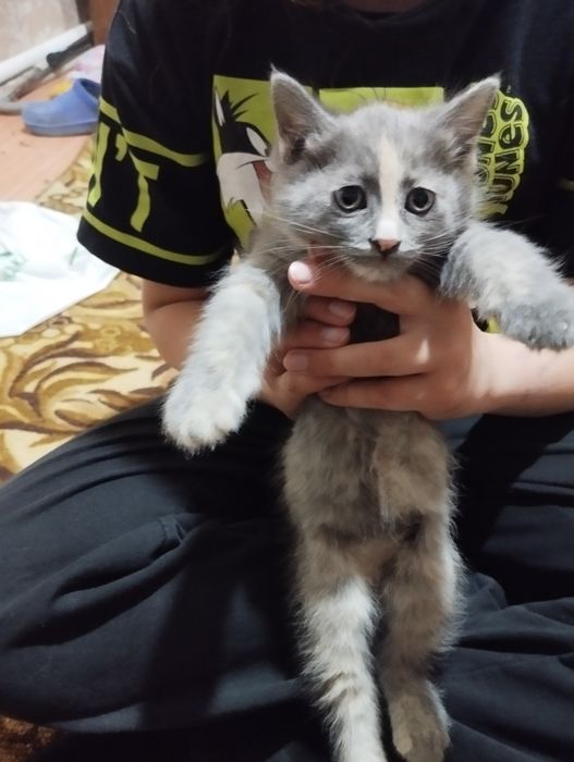 Красивые, милые  котята