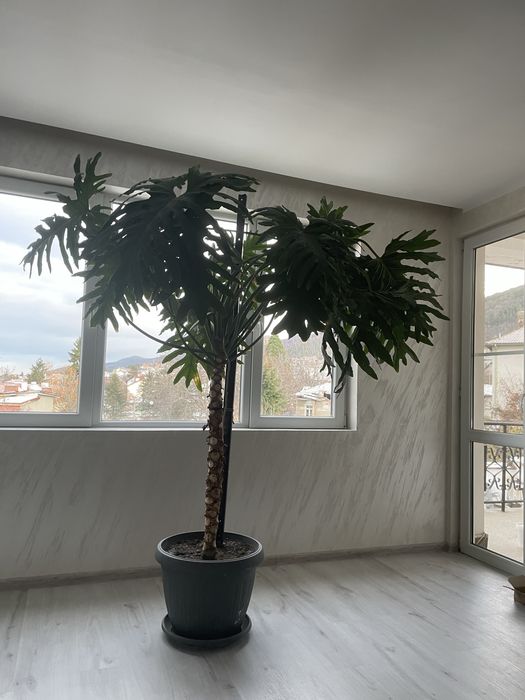 Цвете за офис около 2 метра