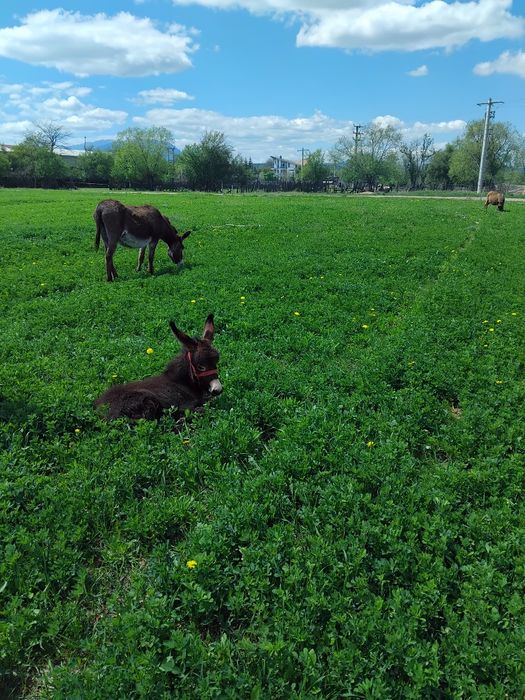 Vând Lapte de magarita