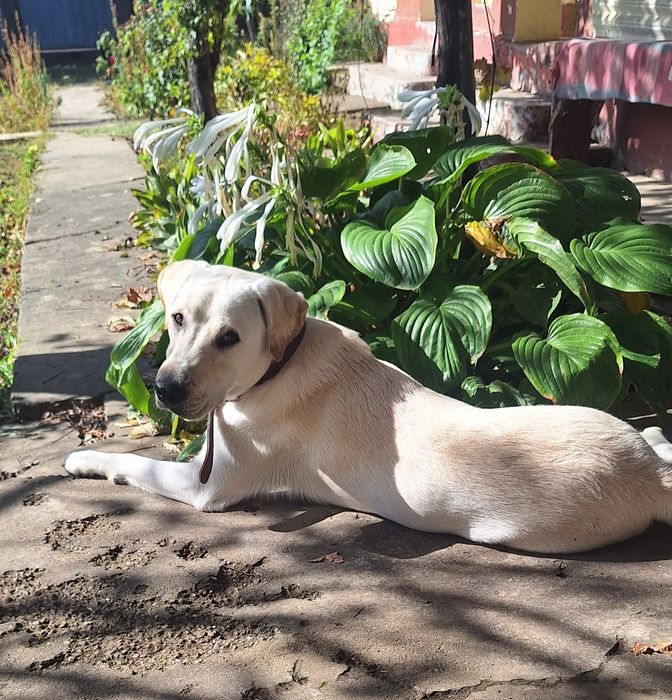 Oferta Labrador Retriever, baietel, la un pret modest.