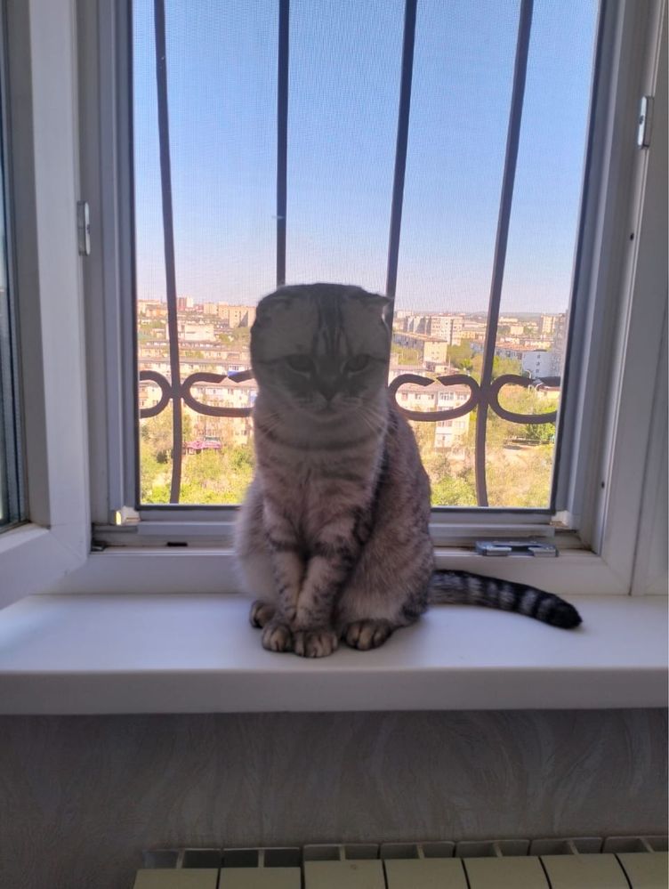 Отдам шотландскую вислоухую кошку