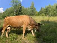 Vaca buna de lapte